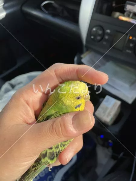 保護鳥の写真