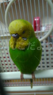 保護鳥の写真
