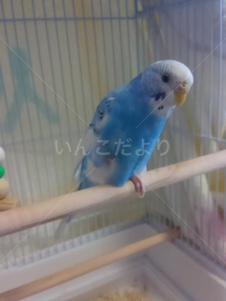 保護鳥の写真
