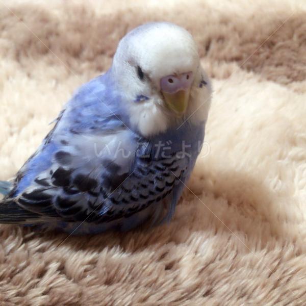 保護鳥の写真