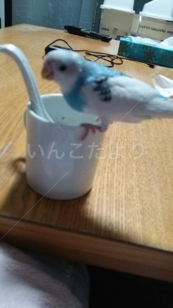 迷い鳥の写真