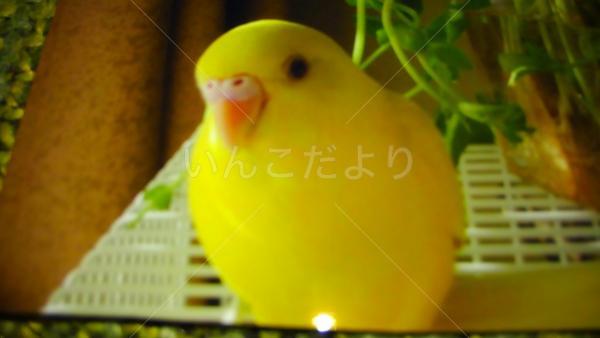 迷い鳥の写真