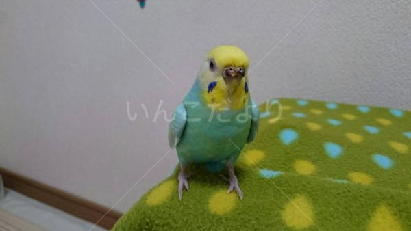 迷い鳥の写真