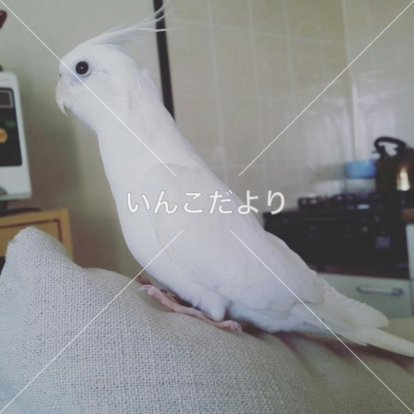 迷い鳥の写真