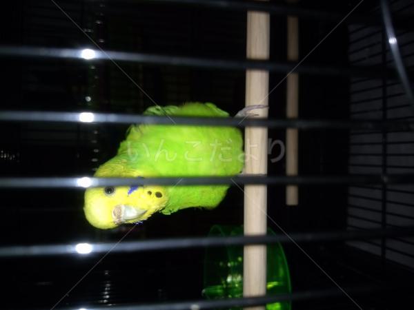 保護鳥の写真