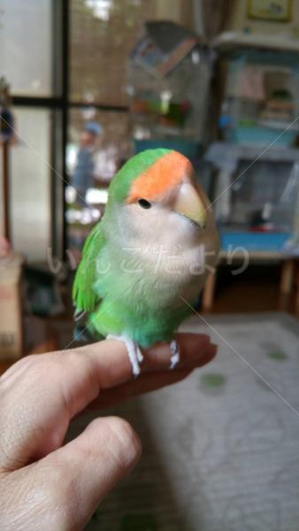 保護鳥の写真