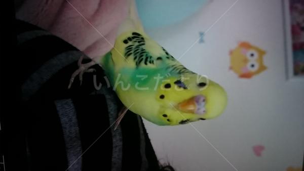 迷い鳥の写真