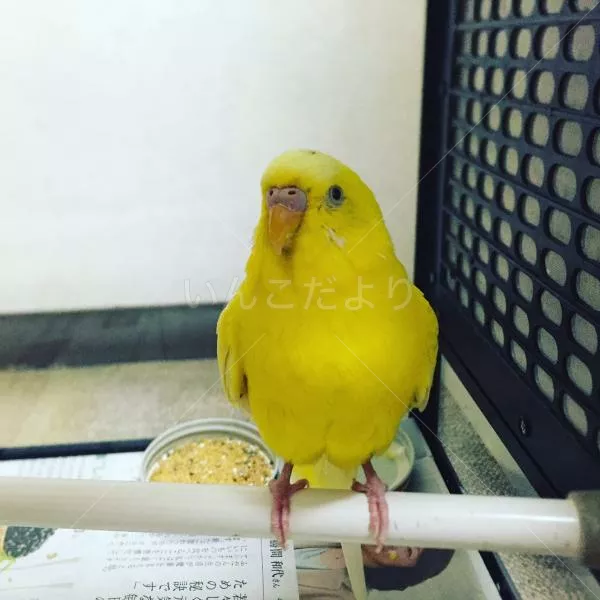 保護鳥の写真