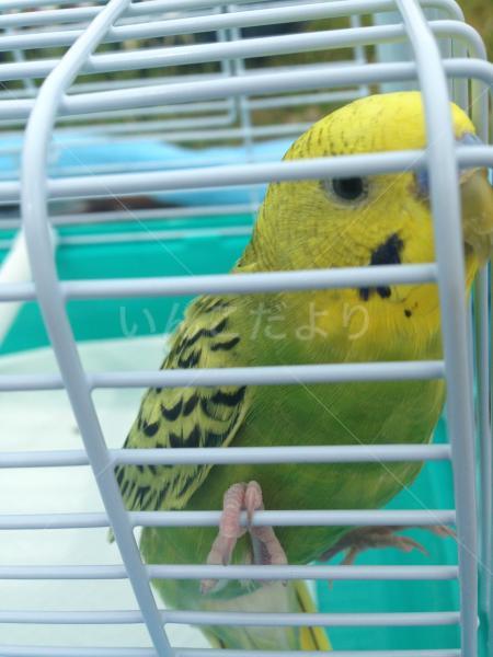 迷い鳥の写真