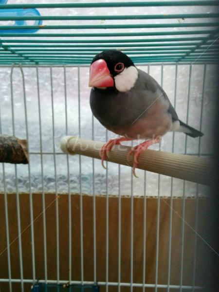 迷い鳥の写真