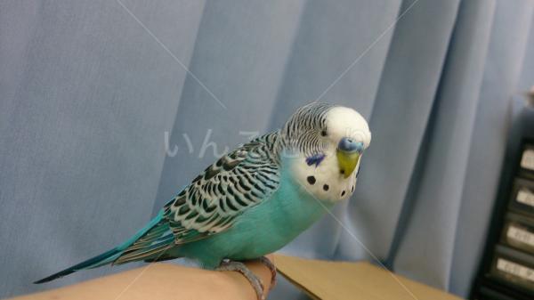 保護鳥の写真