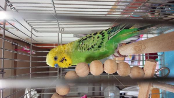 保護鳥の写真