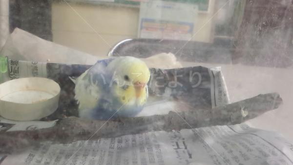 保護鳥の写真