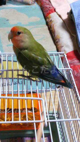 保護鳥の写真
