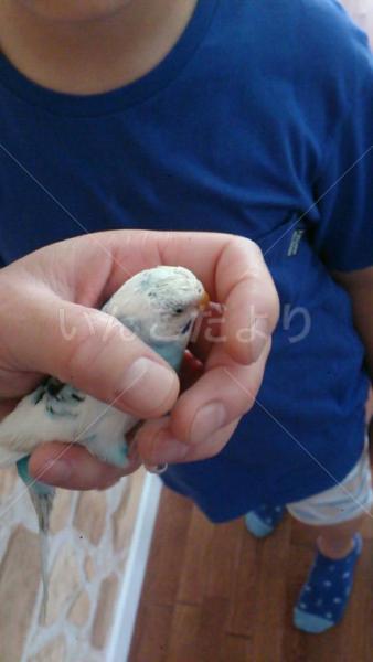 迷い鳥の写真