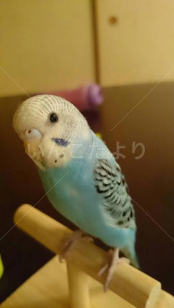 迷い鳥の写真