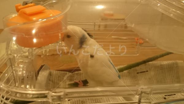 保護鳥の写真
