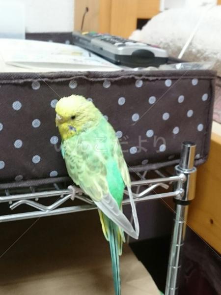 迷い鳥の写真