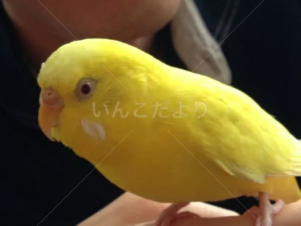 保護鳥の写真