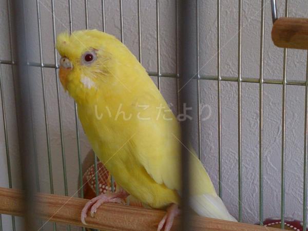 保護鳥の写真