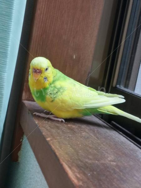 迷い鳥の写真