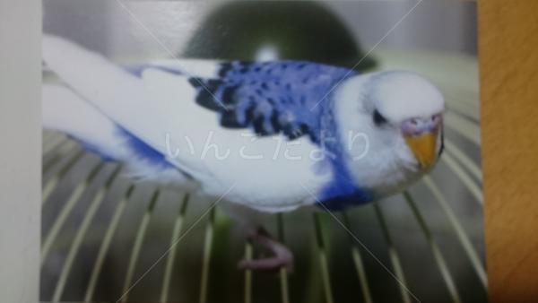 迷い鳥の写真