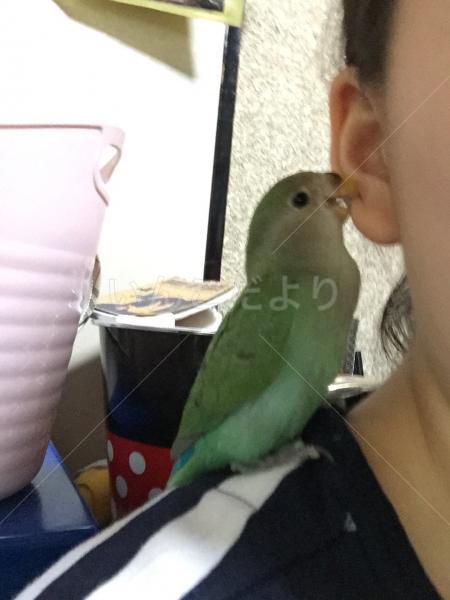 迷い鳥の写真