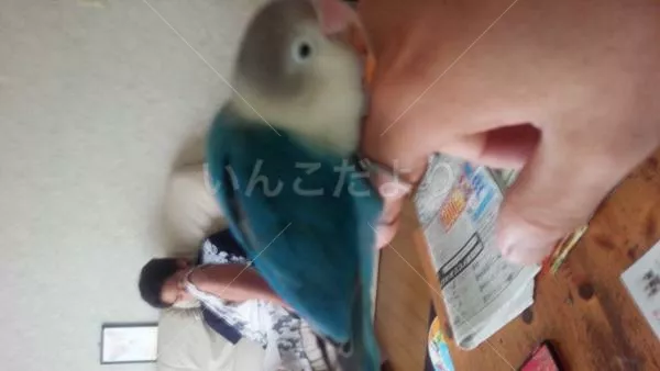 保護鳥の写真