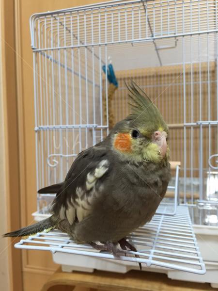 迷い鳥の写真