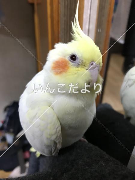 迷い鳥の写真