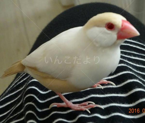 迷い鳥の写真