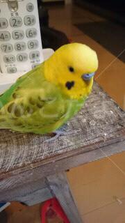 迷い鳥の写真