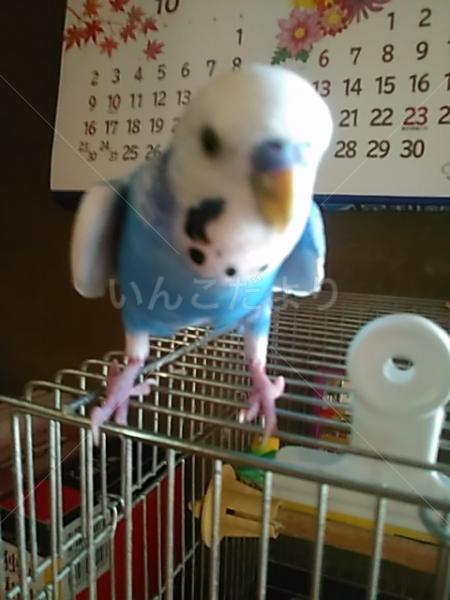 迷い鳥の写真