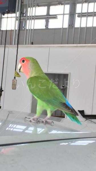 保護鳥の写真