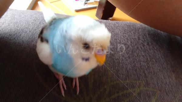 保護鳥の写真