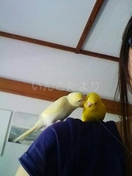 迷い鳥の写真
