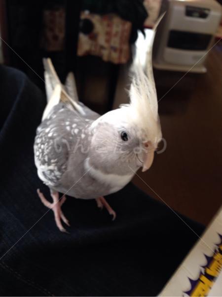 迷い鳥の写真