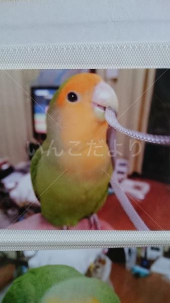 迷い鳥の写真