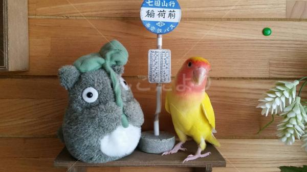 迷い鳥の写真