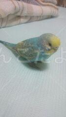 保護鳥の写真
