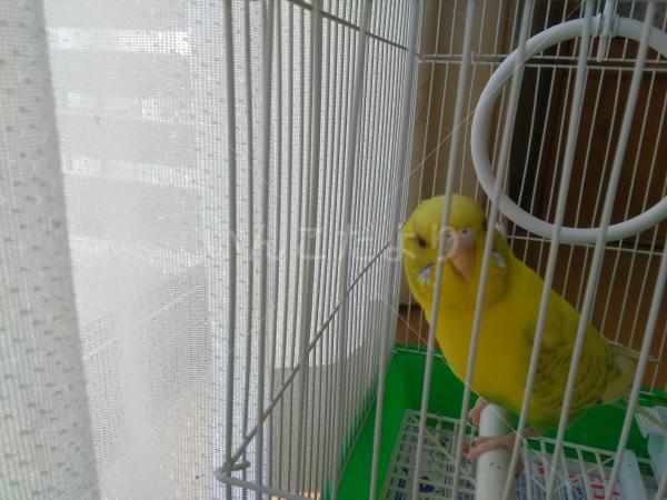 保護鳥の写真
