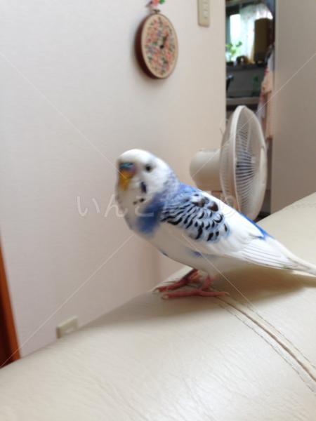 迷い鳥の写真