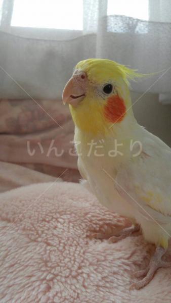 迷い鳥の写真