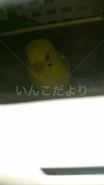 保護鳥の写真