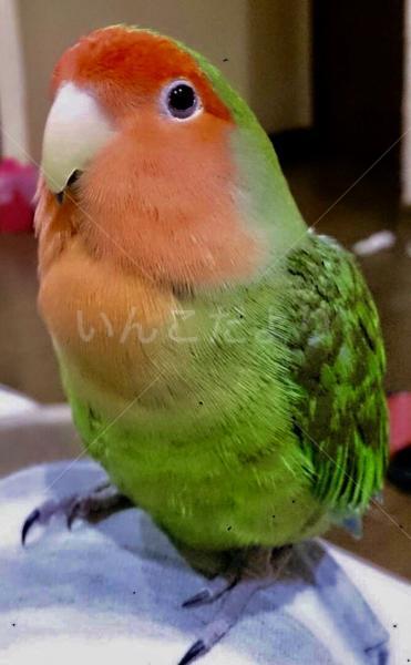 迷い鳥の写真