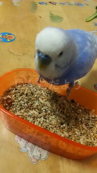 保護鳥の写真
