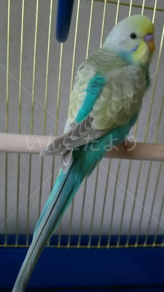 保護鳥の写真