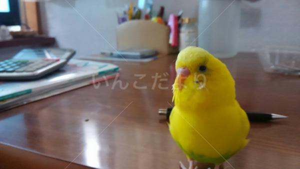 迷い鳥の写真