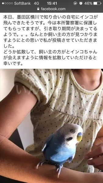 保護鳥の写真