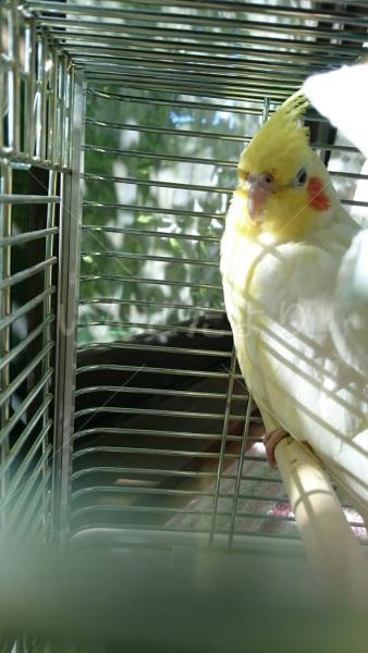 迷い鳥の写真
